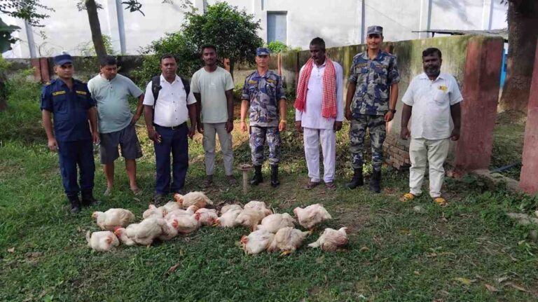सशस्त्र प्रहरी बल पर्सा द्बारा २४ ओटा अबैध ब्रोईलर कुखुरा बरामद गरि नष्ट गरियो।
